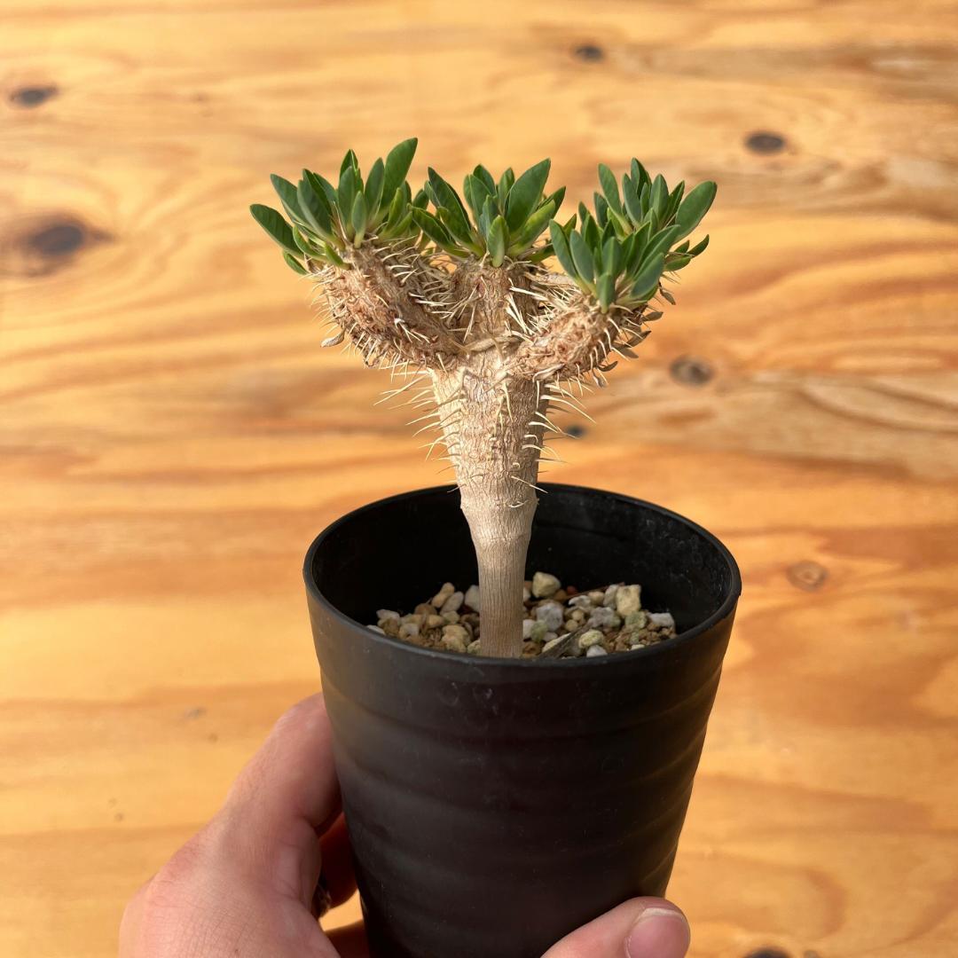 実生3年目 多頭】 ユーフォルビア・ギラウミニアナ - メルカリ