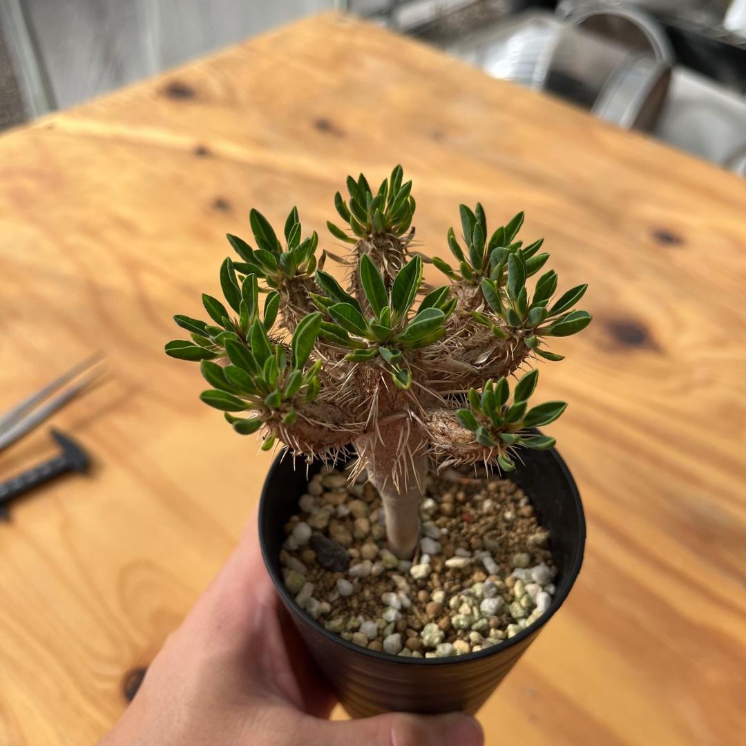 実生3年目 多頭】 ユーフォルビア・ギラウミニアナ - メルカリ