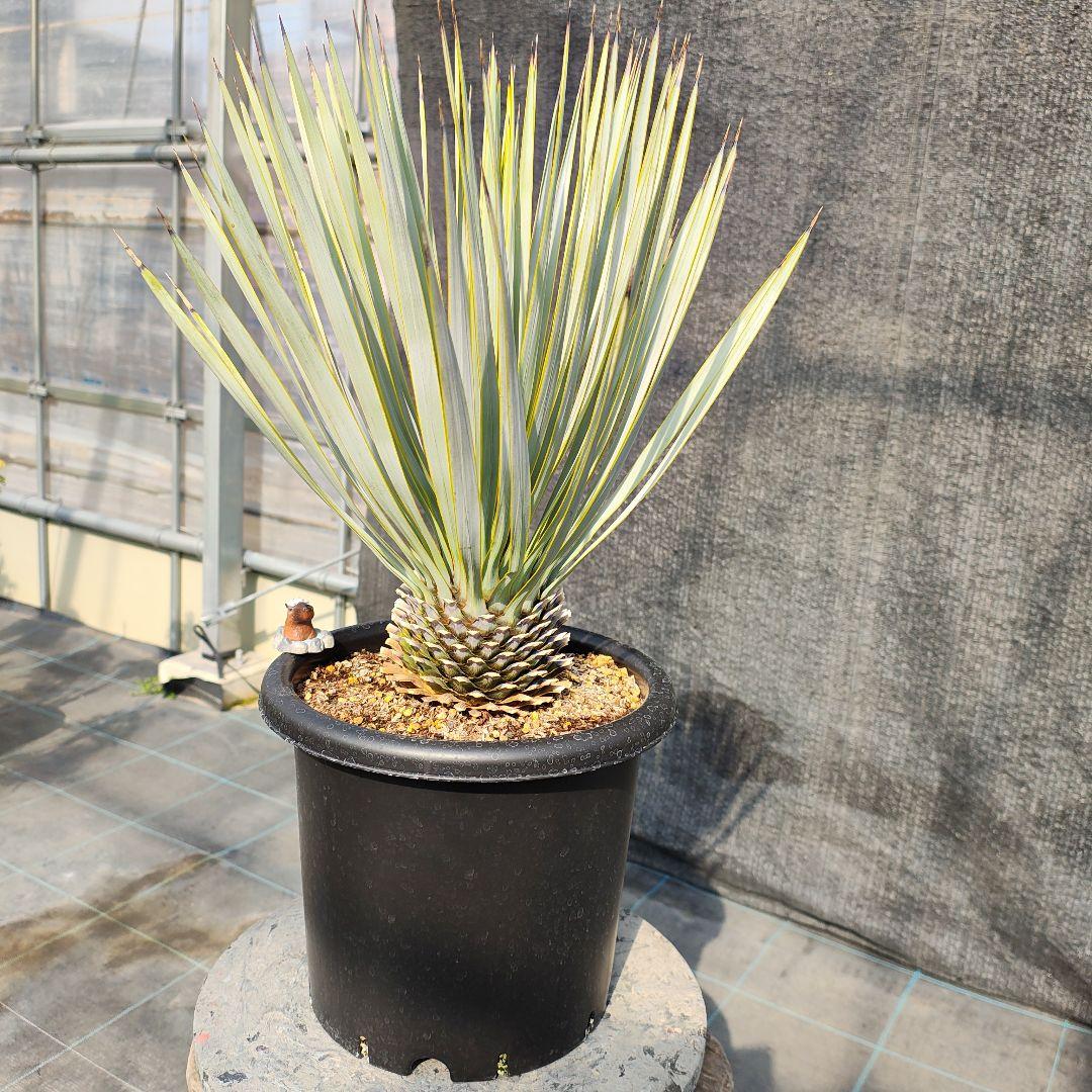 ザ*フ様 ユッカ ロストラータ Hybrid No.4