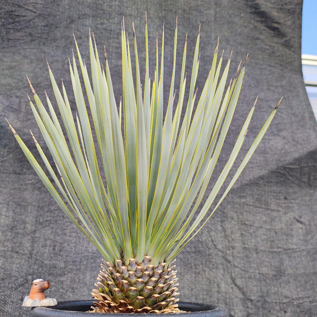 ザ*フ様 ユッカ ロストラータ Hybrid No.4