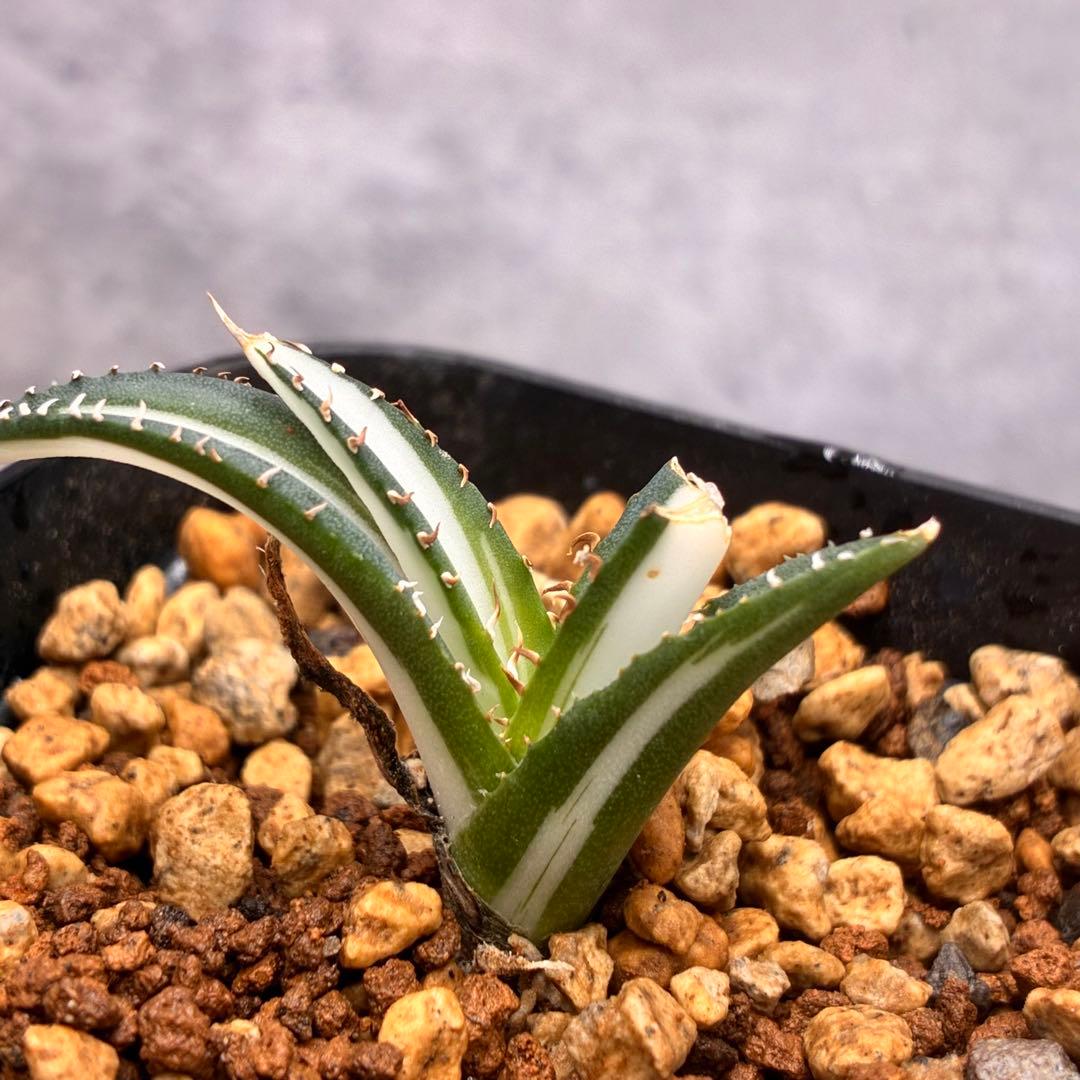 か*こ様 アガベ チタノタ 「 宝珠錦 」白中斑 特選株 極白 - メルカリ