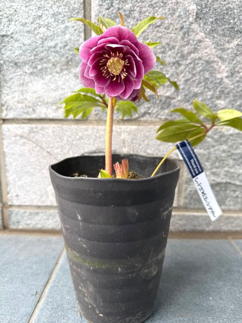 クリスマスローズ 広瀬園芸 レッドホワイトエッジダブル - メルカリ