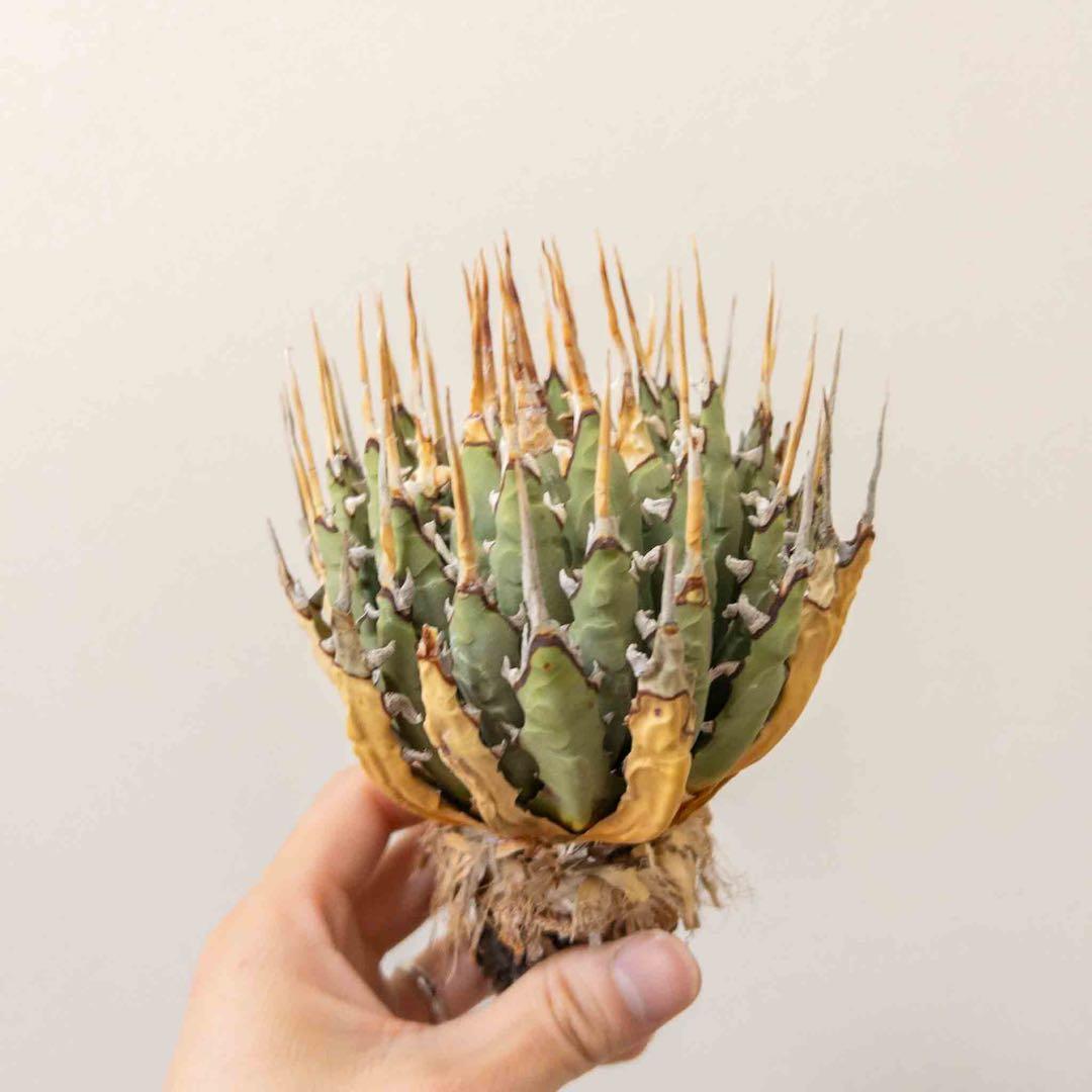 33 ユタエンシス エボリスピナ 現地株 ベアルート 陽炎 アガベ