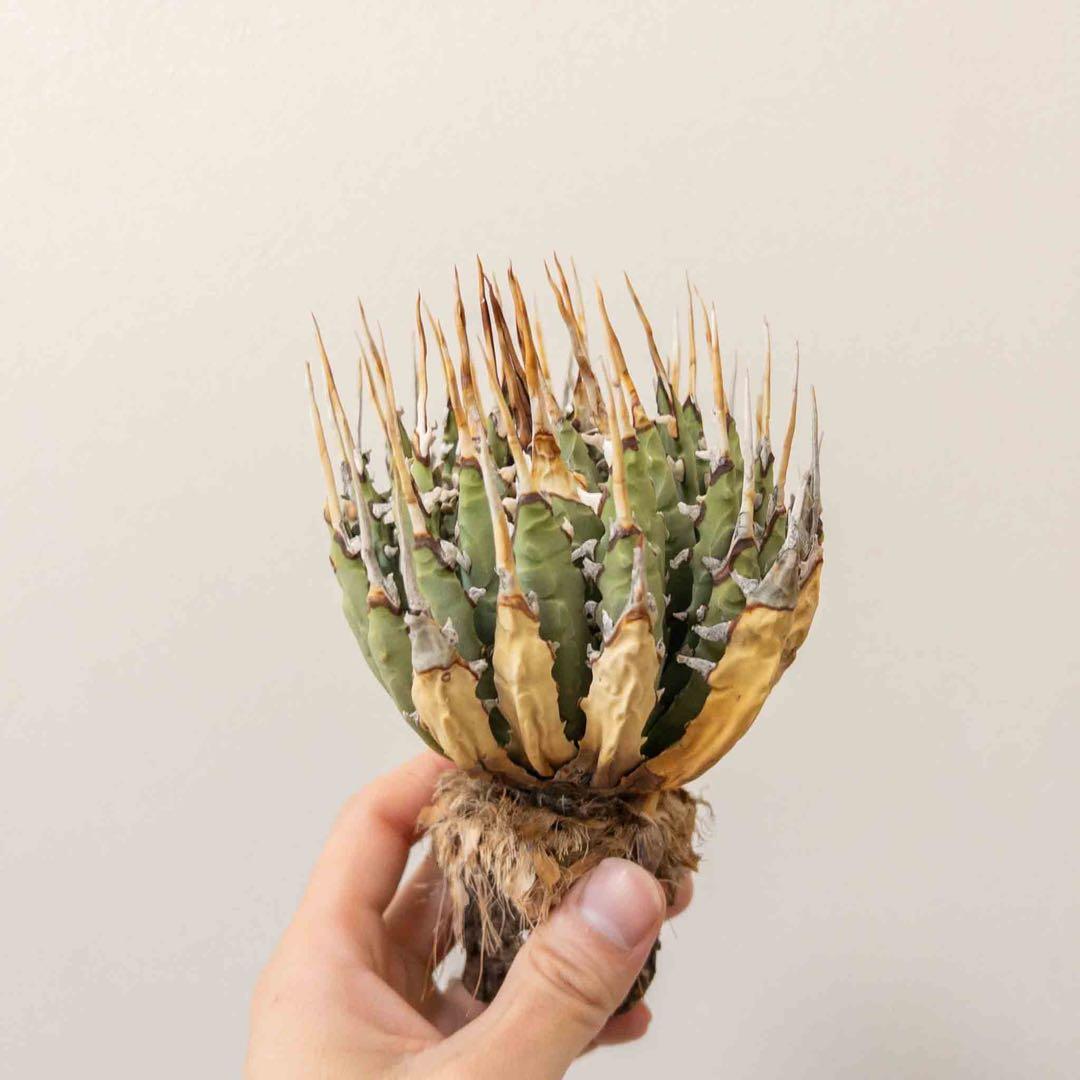 33 ユタエンシス エボリスピナ 現地株 ベアルート 陽炎 アガベ