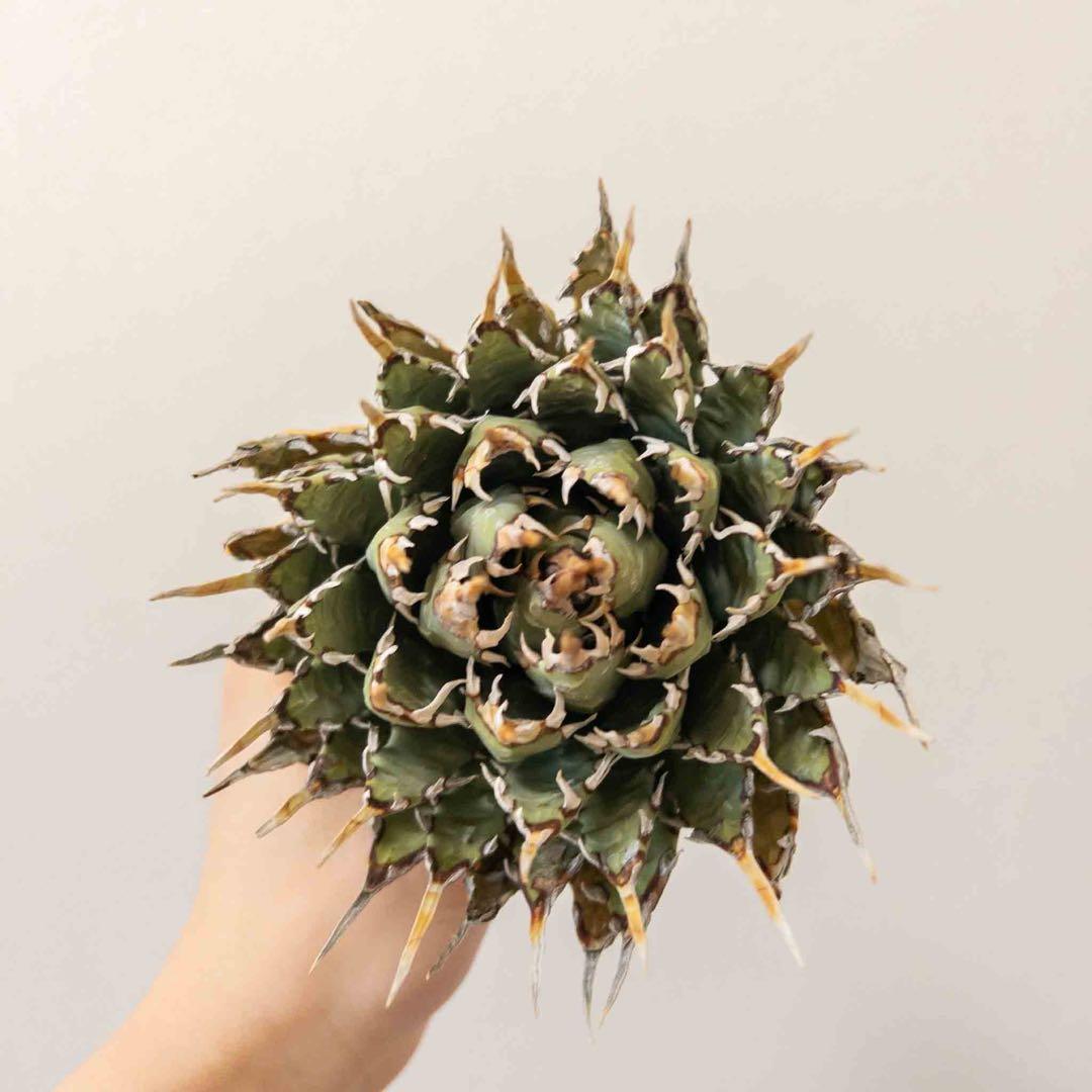 33 ユタエンシス エボリスピナ 現地株 ベアルート 陽炎 アガベ