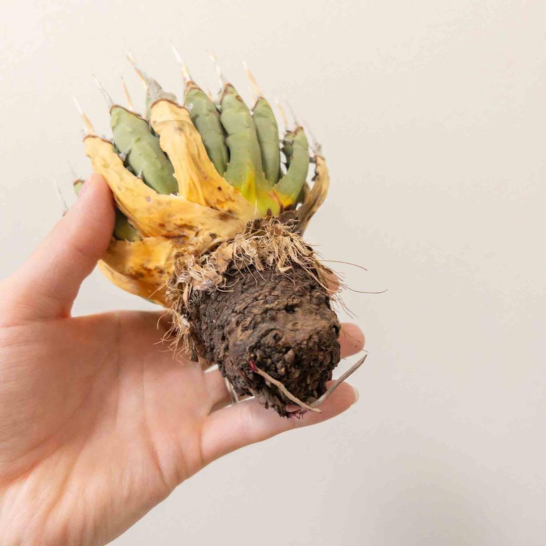 33 ユタエンシス エボリスピナ 現地株 ベアルート 陽炎 アガベ