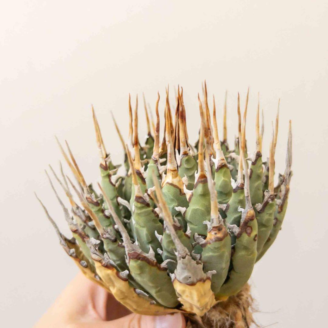 33 ユタエンシス エボリスピナ 現地株 ベアルート 陽炎 アガベ