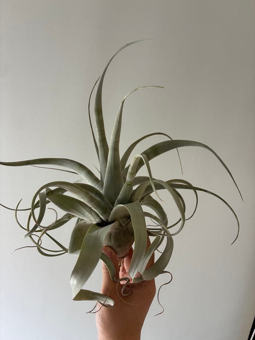 キセログラフィカ