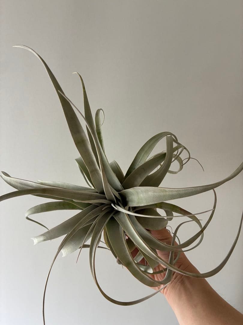 キセログラフィカ