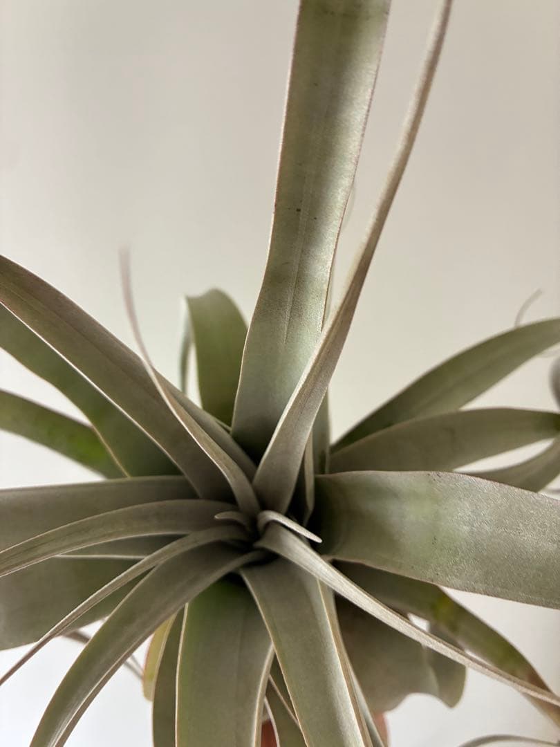 キセログラフィカ