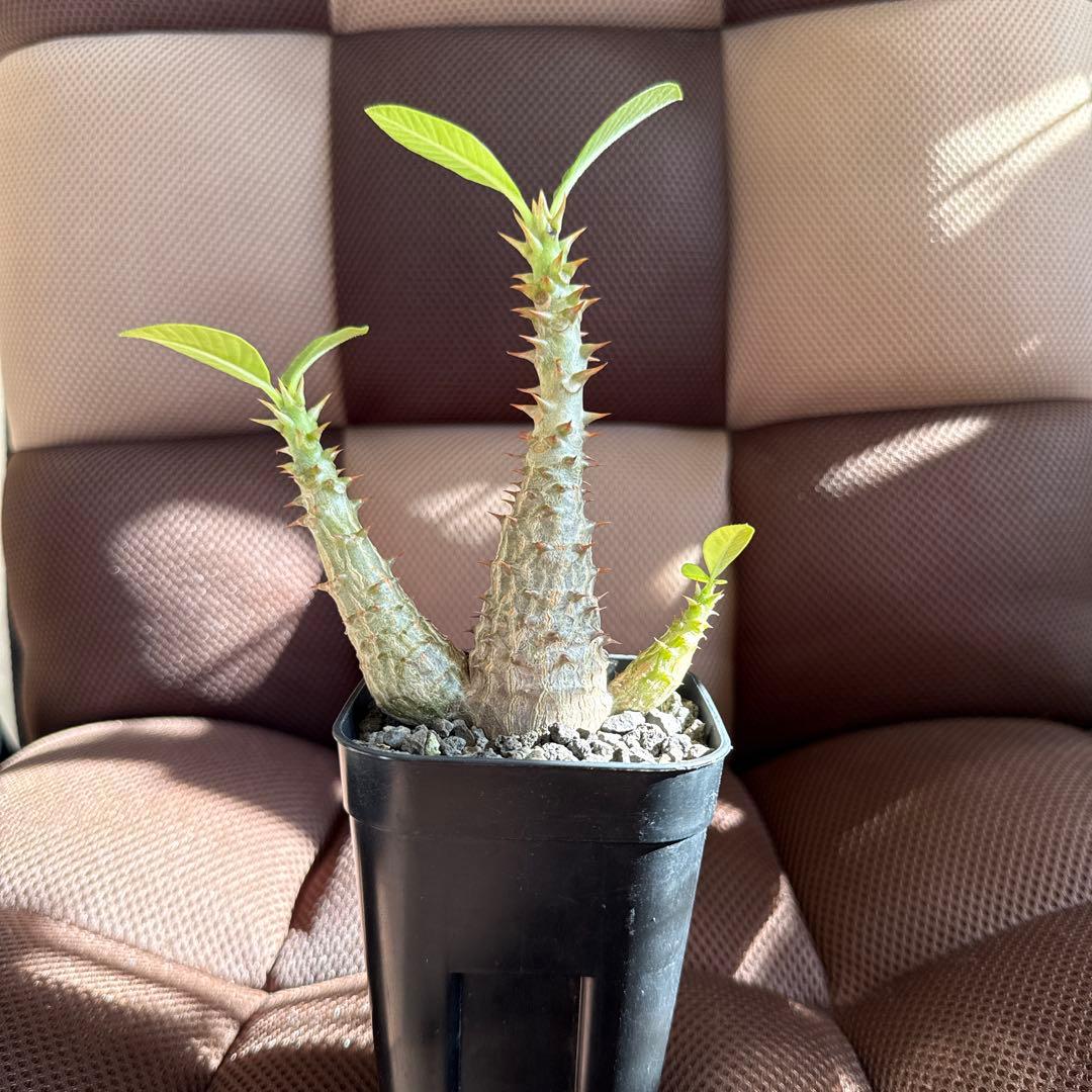 パキポディウム ウィンゾリー実生３年目