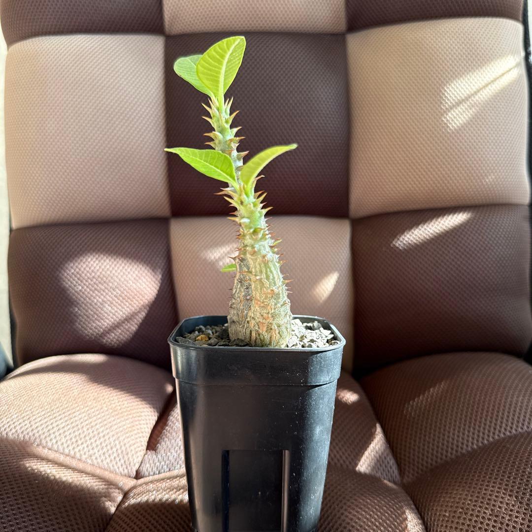 パキポディウム ウィンゾリー実生３年目