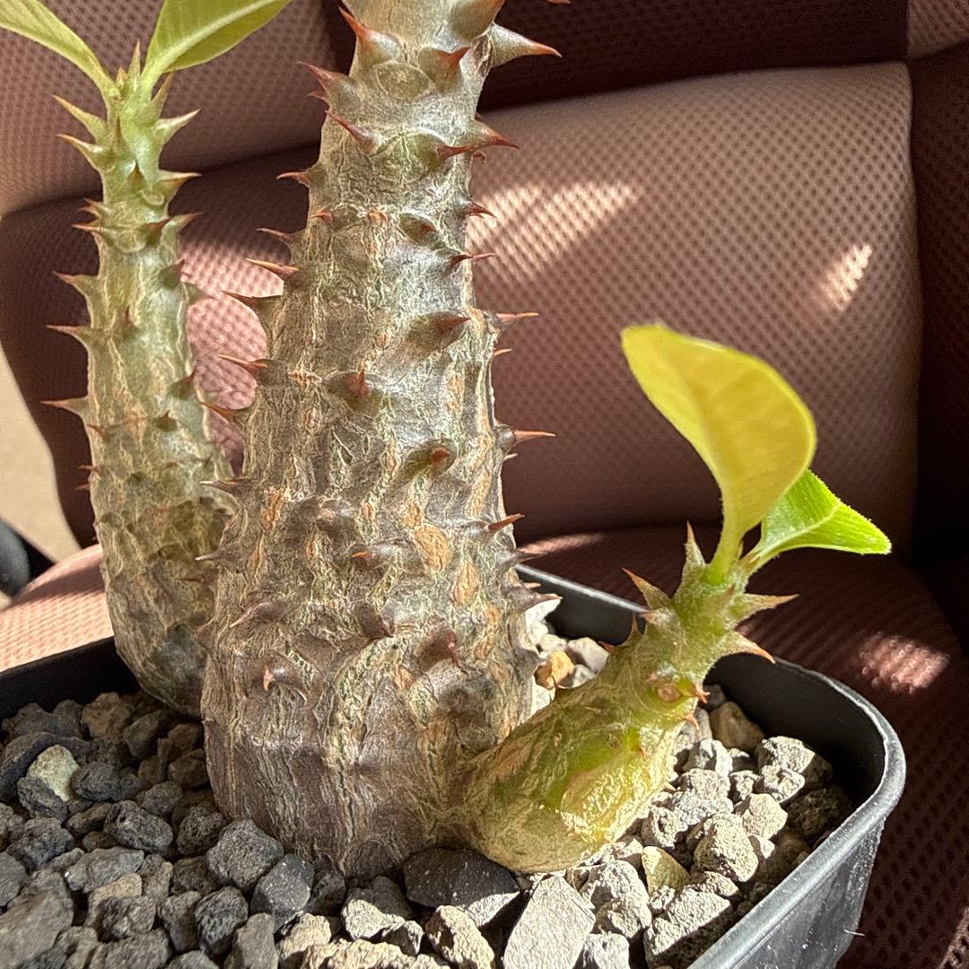 パキポディウム ウィンゾリー実生３年目