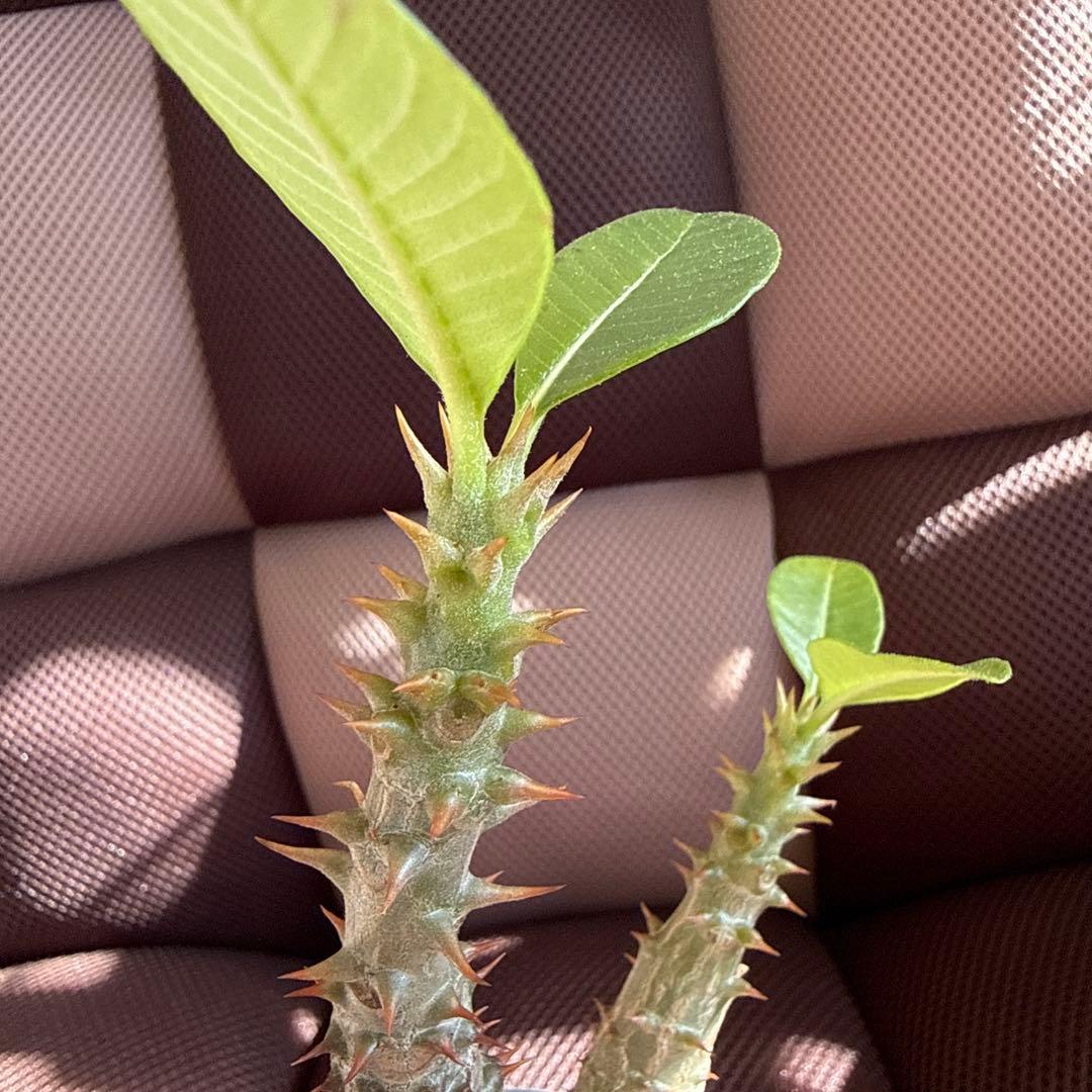 パキポディウム ウィンゾリー実生３年目