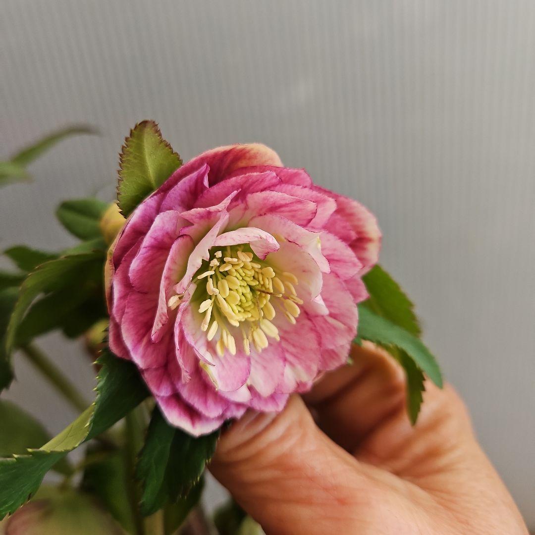 ㉖-374クリスマスローズ