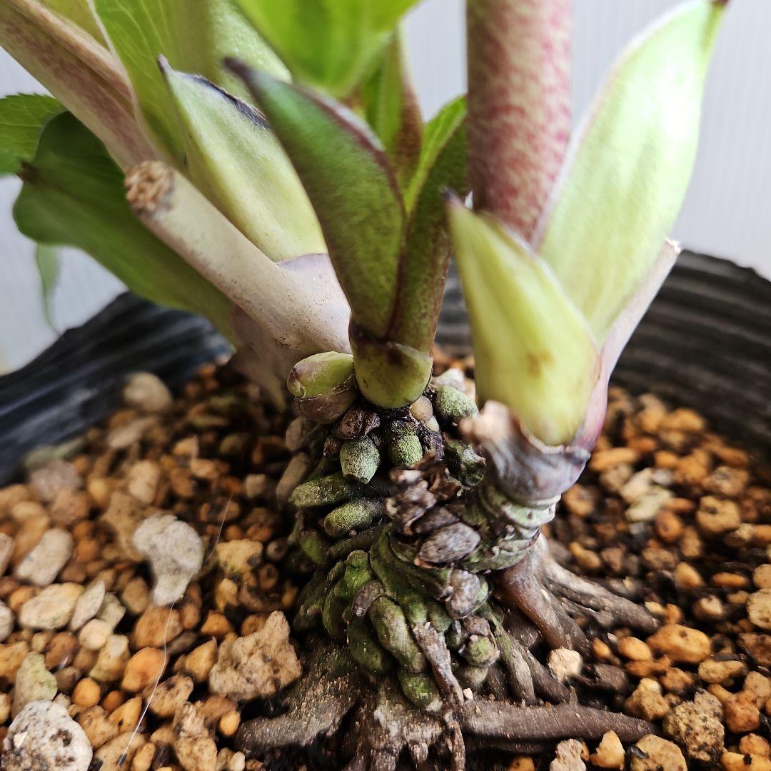 ㉖-374クリスマスローズ