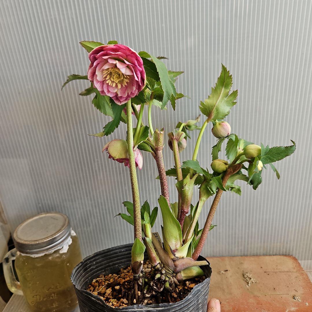 ㉖-374クリスマスローズ