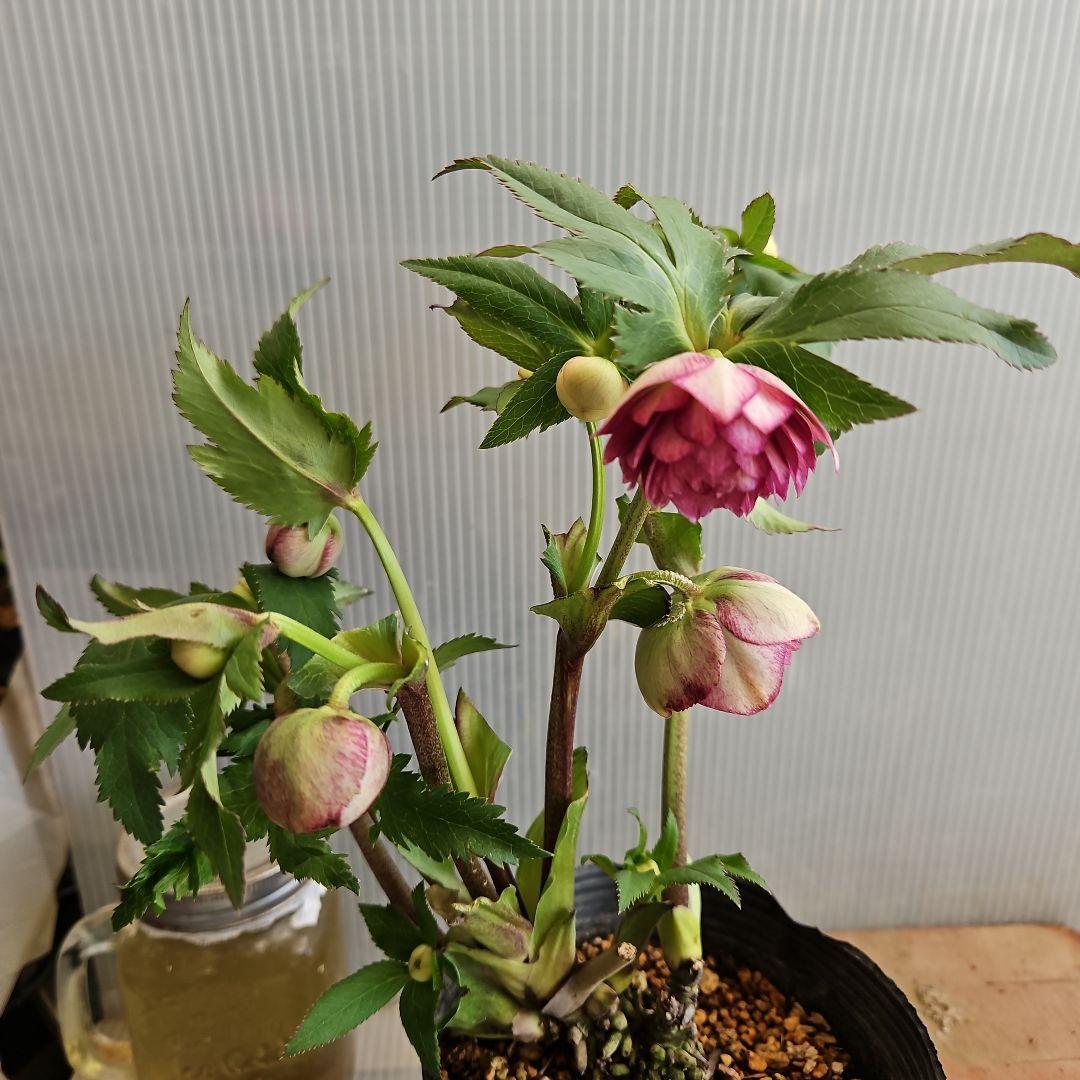 ㉖-374クリスマスローズ