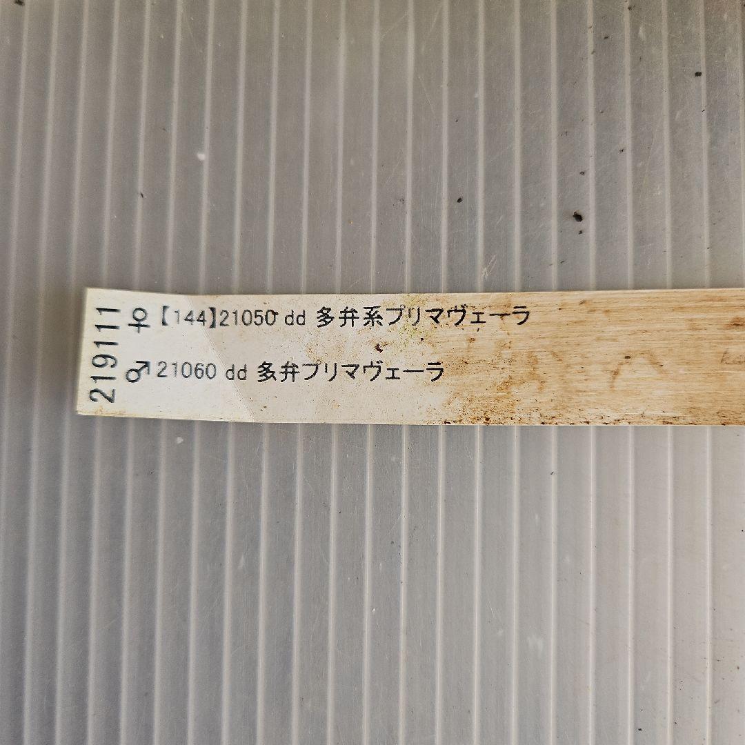 ㉖-374クリスマスローズ