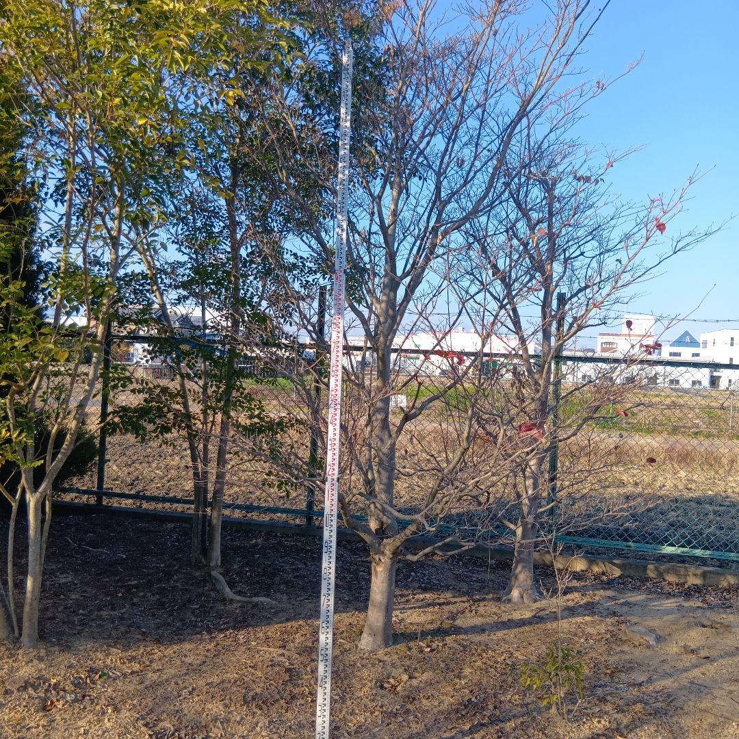 ヤマボウシ（高さ約3.5メイトル）