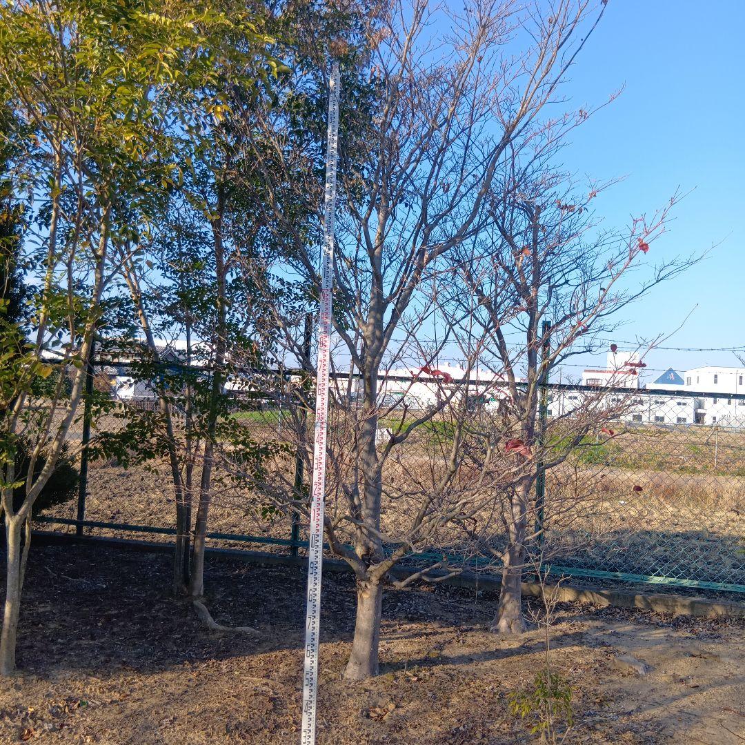 ヤマボウシ（高さ約3.5メイトル）