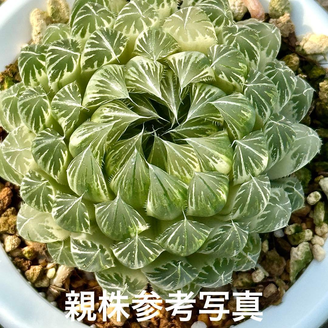 桜水晶錦変異株 糊斑 超美株 ハオルチア 観葉植物 - メルカリ