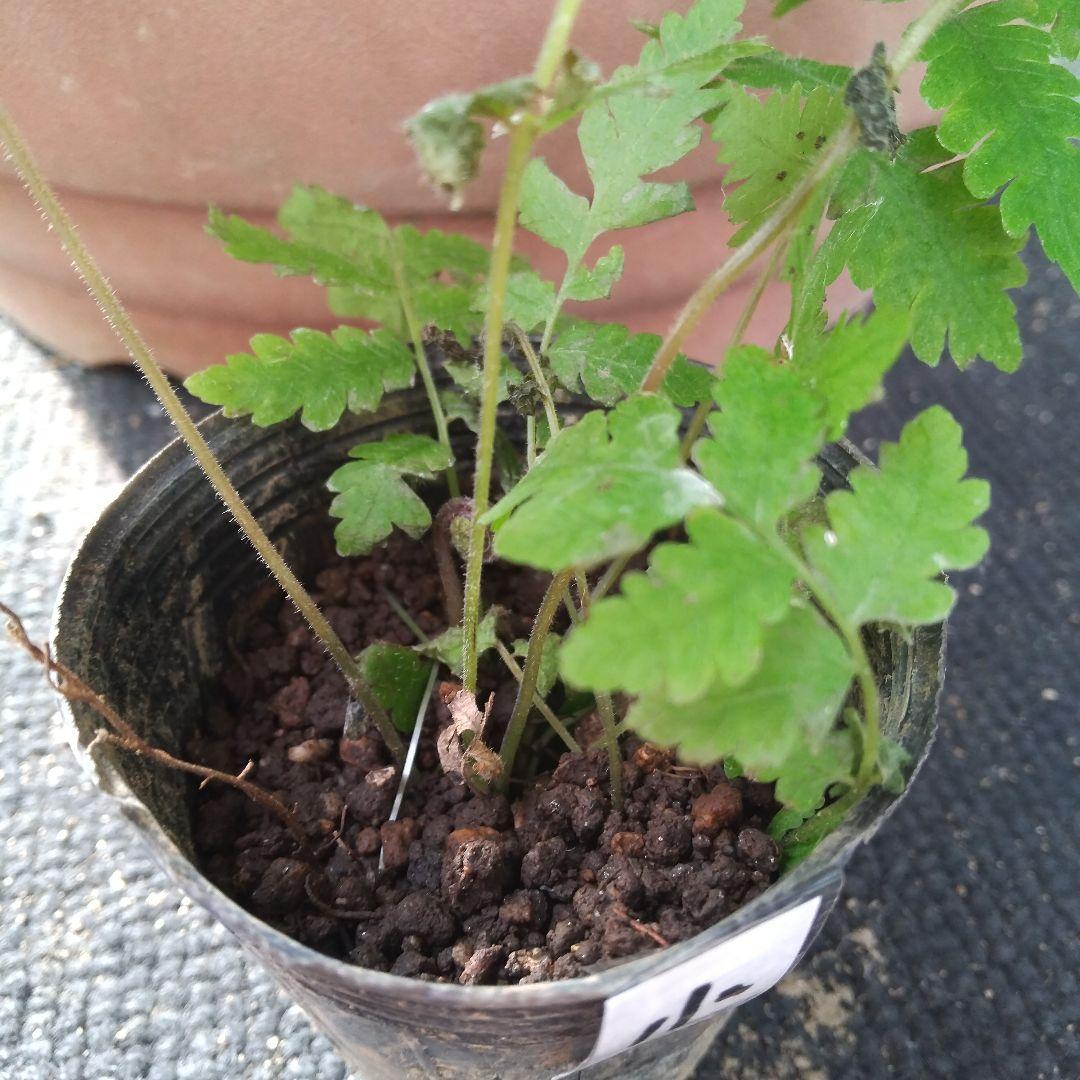 ワケアリ 小④ 品種不明シダ