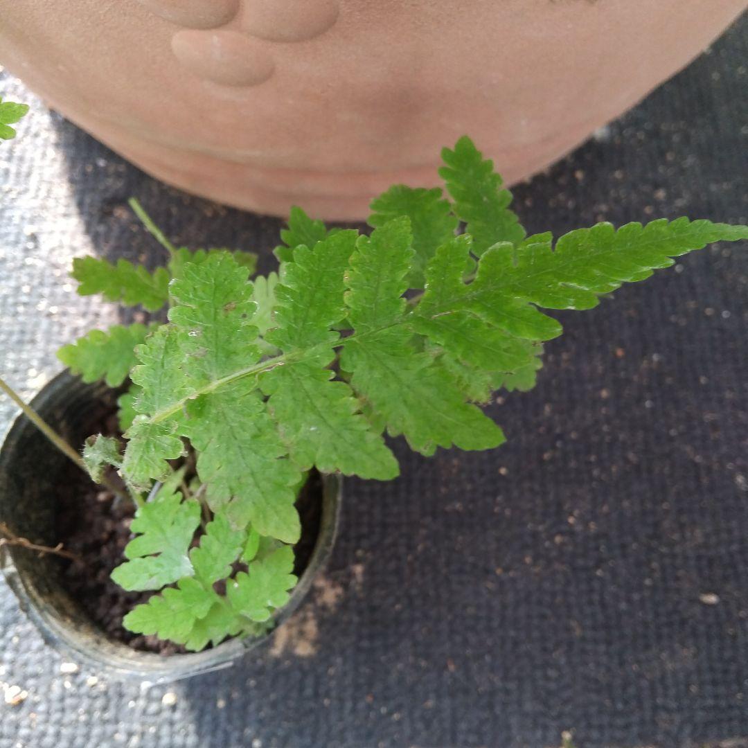 ワケアリ 小④ 品種不明シダ