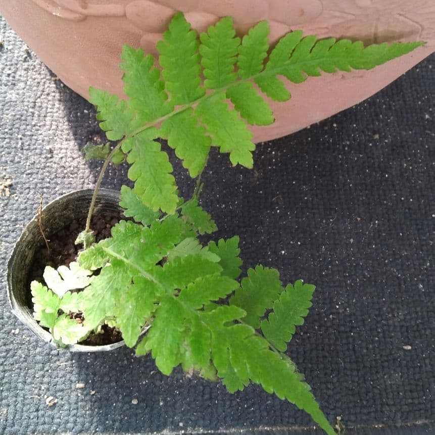 ワケアリ 小④ 品種不明シダ