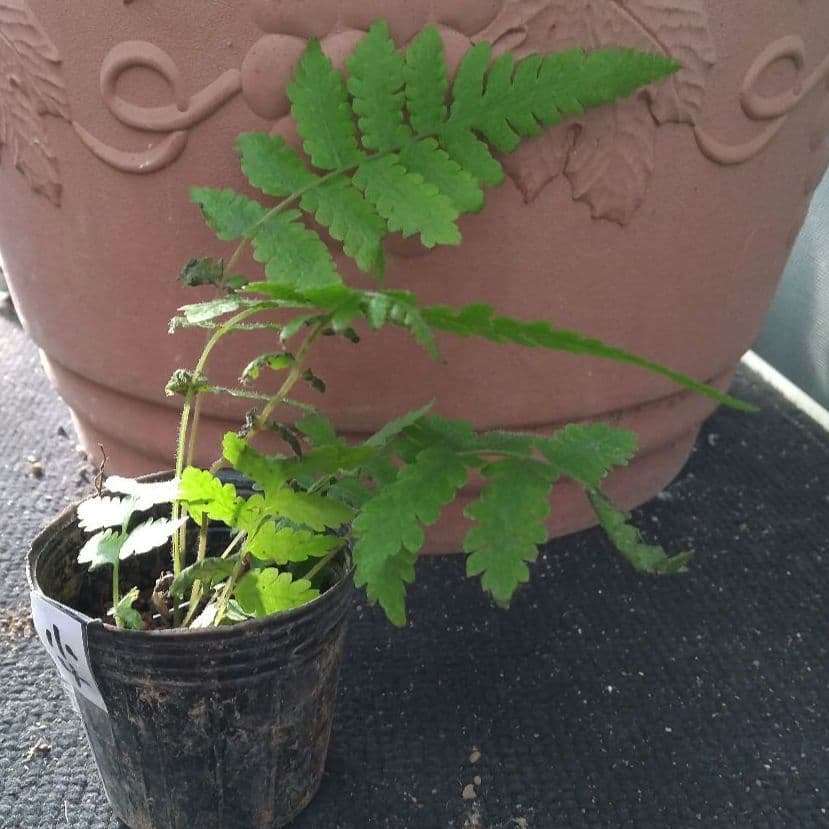 ワケアリ 小④ 品種不明シダ