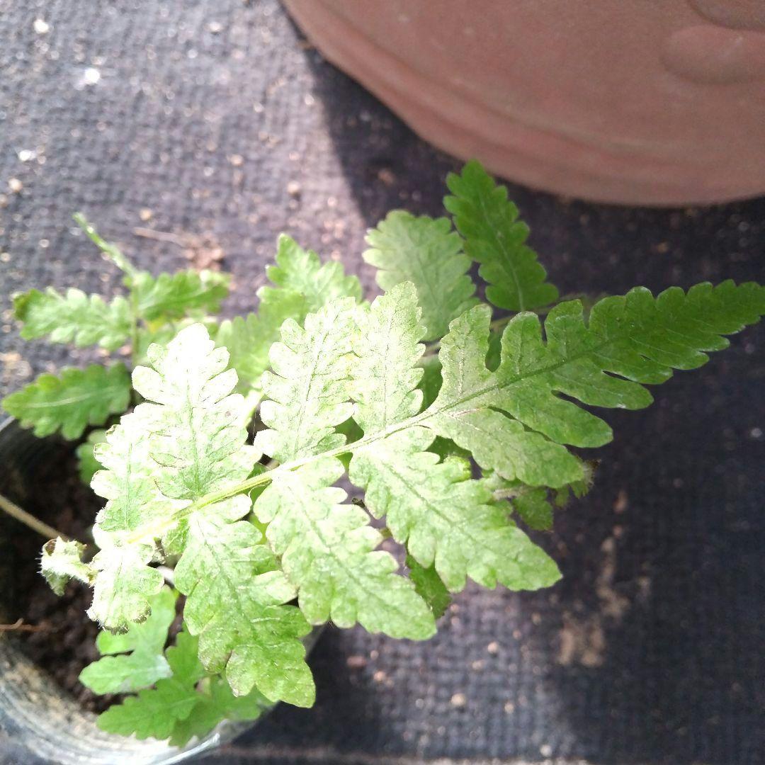 ワケアリ 小④ 品種不明シダ