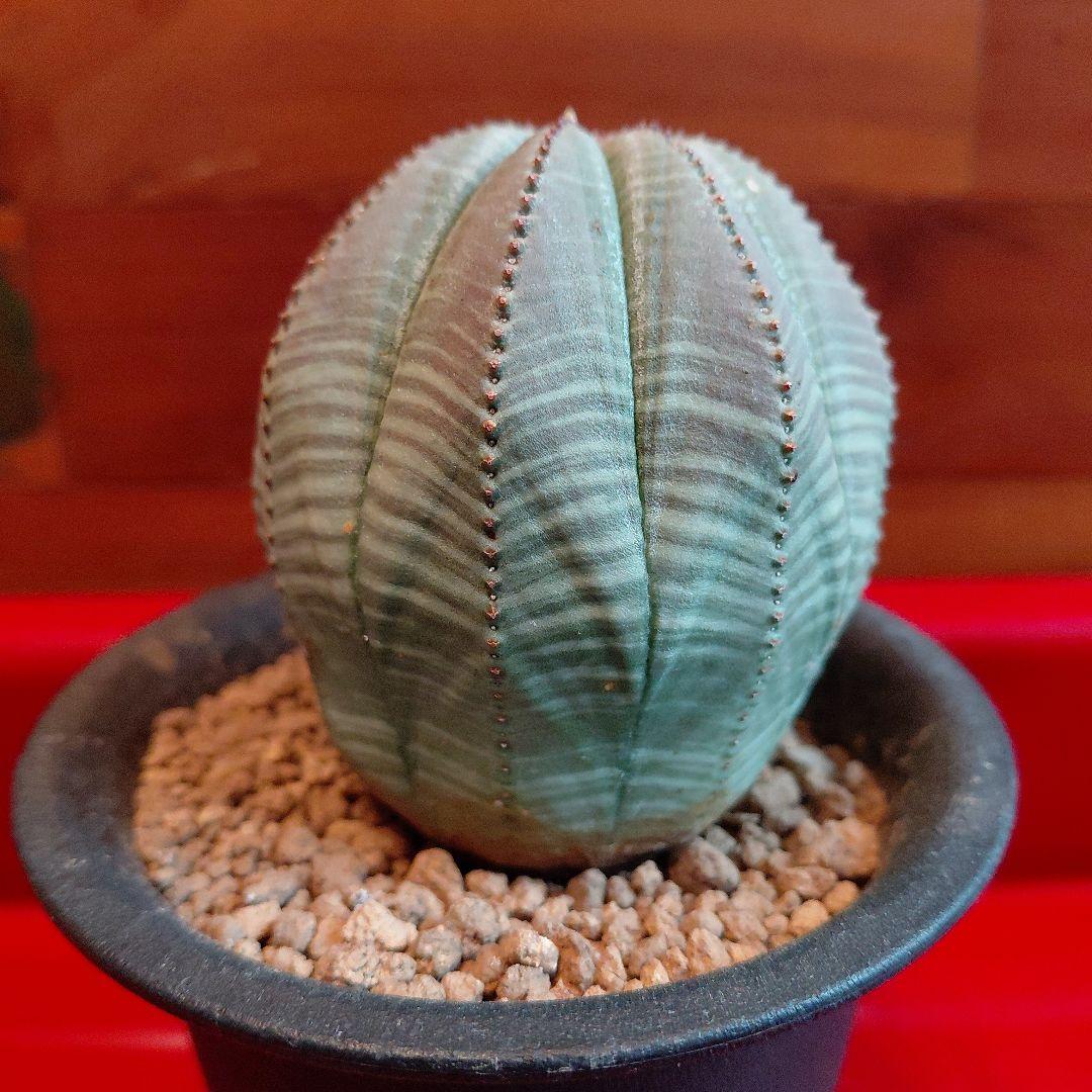 ユーフォルビア オベサ❗抜き苗❗ - メルカリ