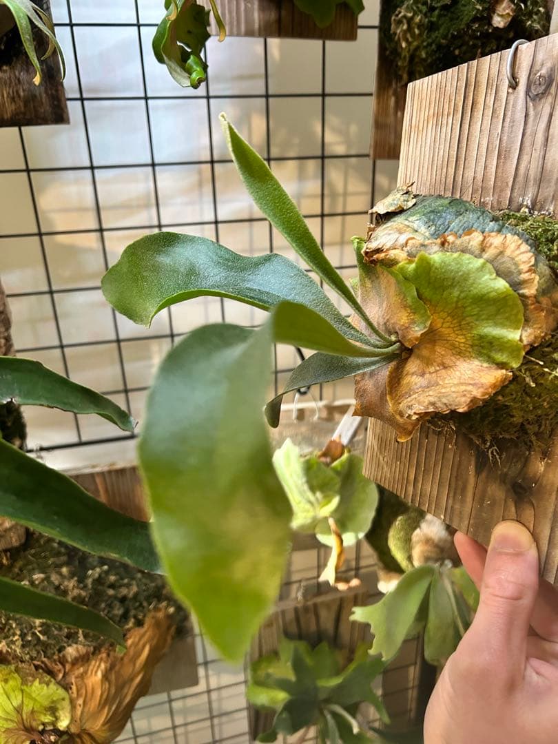 ビカクシダ アルキコルネ　変異株　Vフォーム　子株