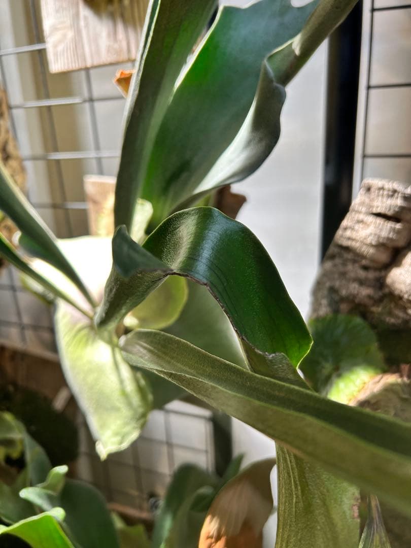 ビカクシダ アルキコルネ　変異株　Vフォーム　子株