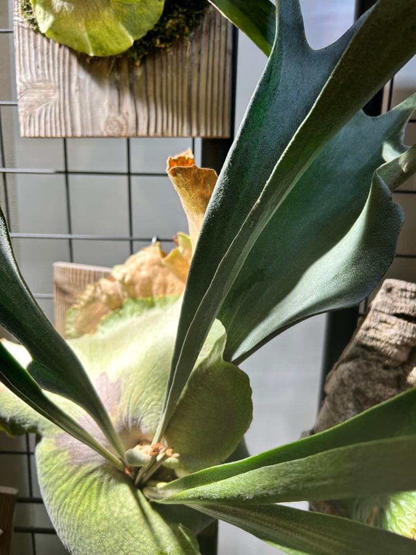 ビカクシダ アルキコルネ　変異株　Vフォーム　子株