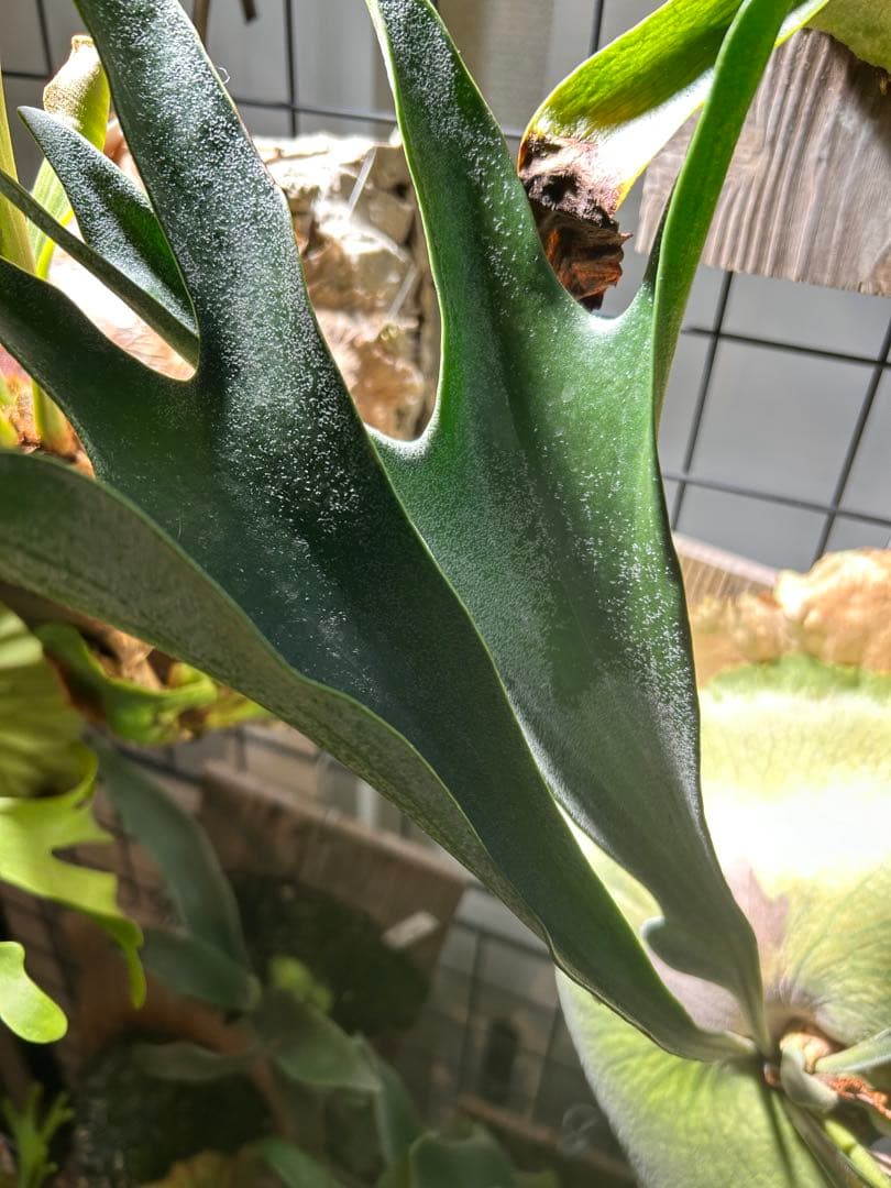 ビカクシダ アルキコルネ　変異株　Vフォーム　子株