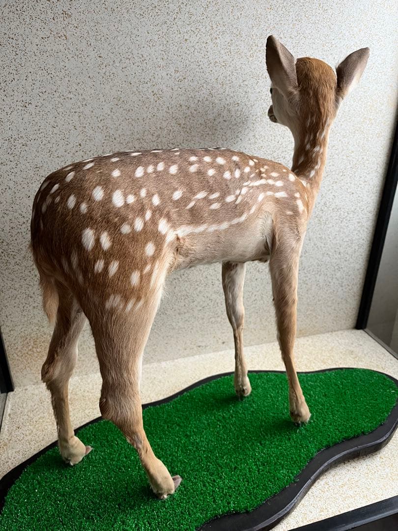 小鹿　子鹿　剥製　北海道より