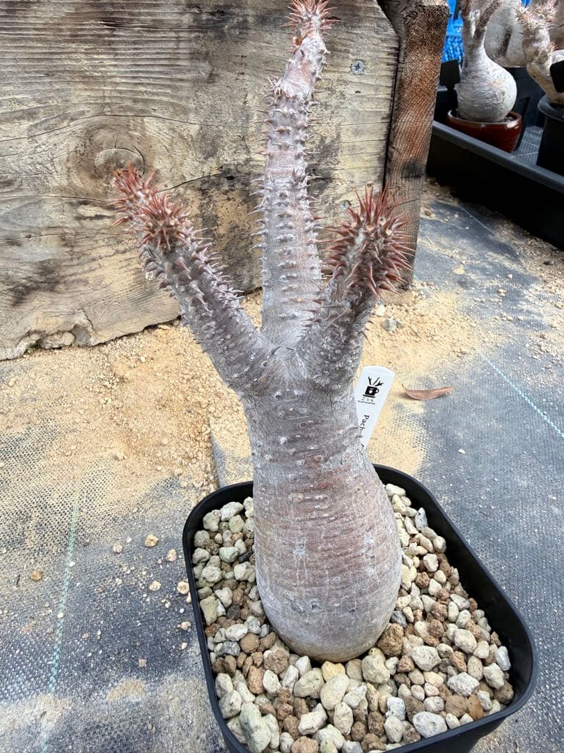 GP パキポディウム マカイエンセ　現地球