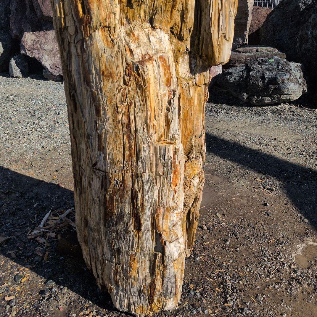 秋田産　珪化木　613キロ　庭石　石 鑑賞石　石材　庭　坪庭　ガーデニング