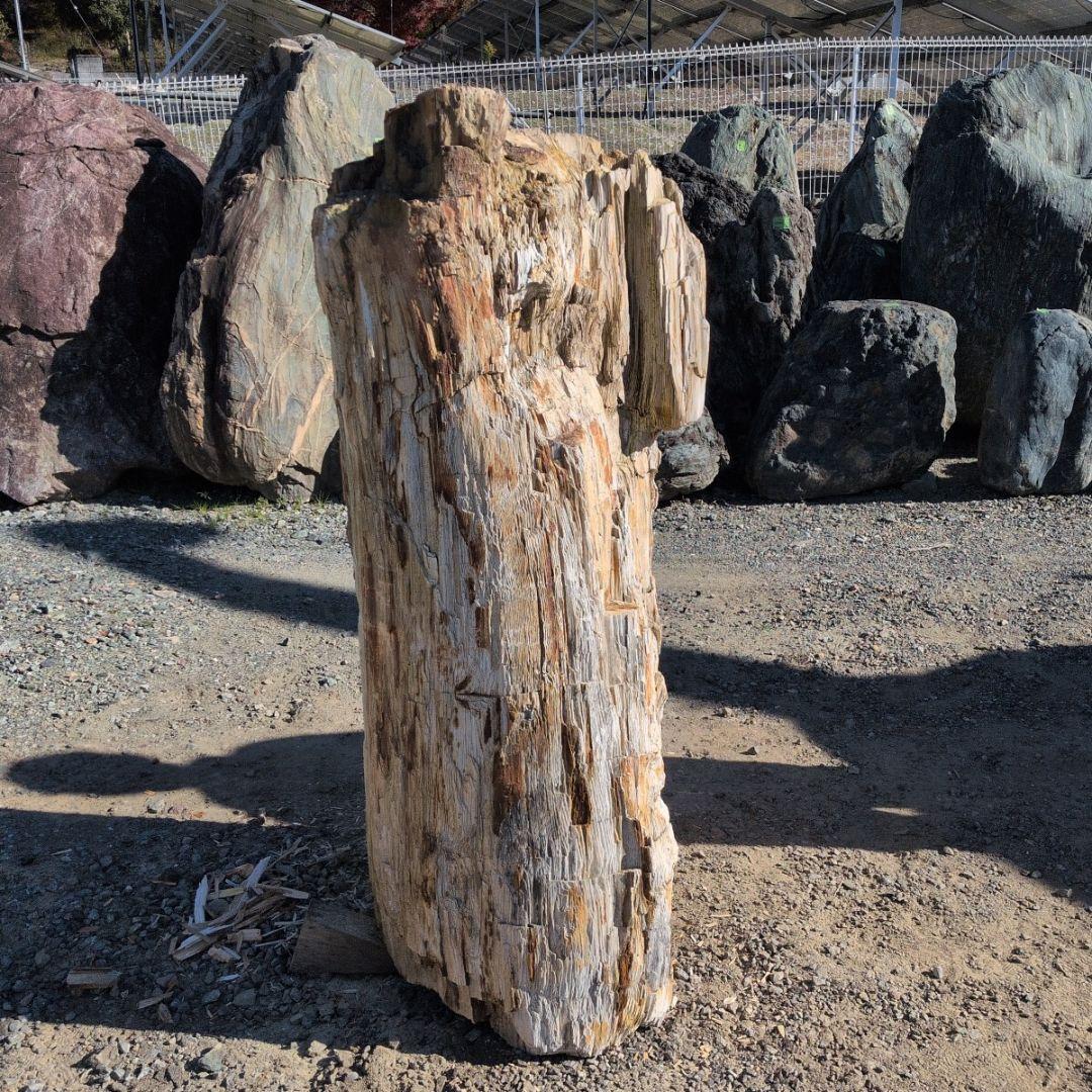 秋田産　珪化木　613キロ　庭石　石 鑑賞石　石材　庭　坪庭　ガーデニング