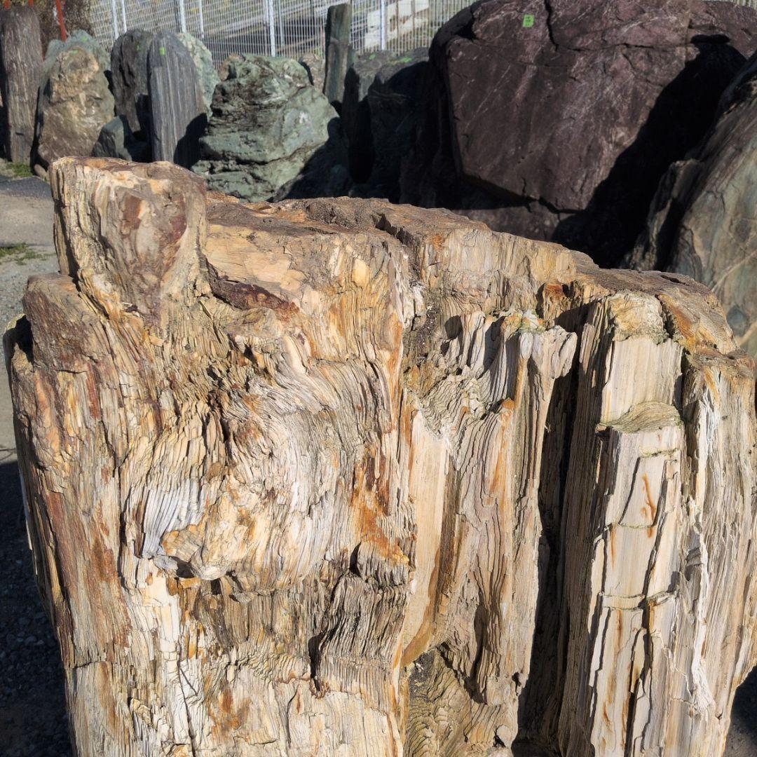 秋田産　珪化木　613キロ　庭石　石 鑑賞石　石材　庭　坪庭　ガーデニング