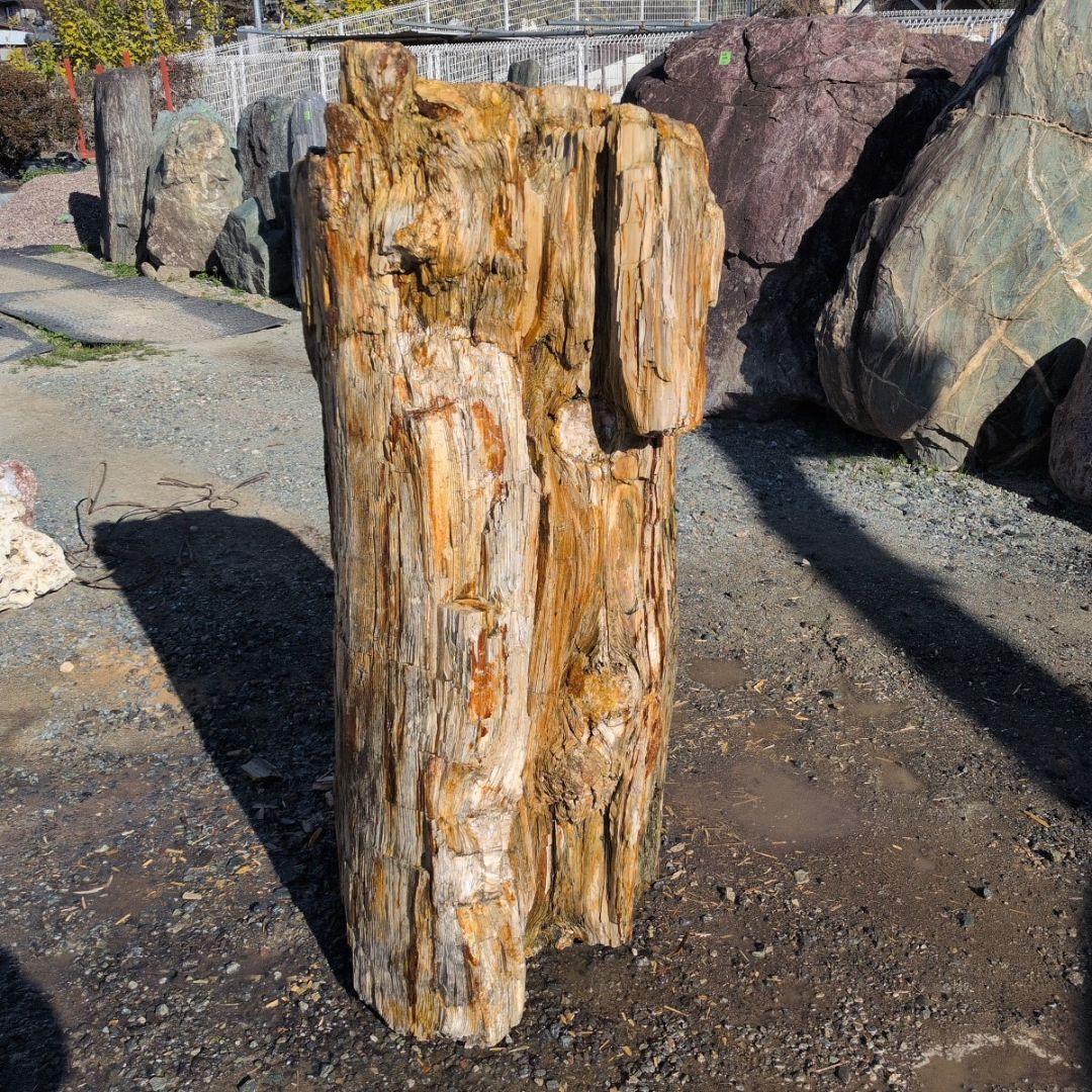 秋田産　珪化木　613キロ　庭石　石 鑑賞石　石材　庭　坪庭　ガーデニング