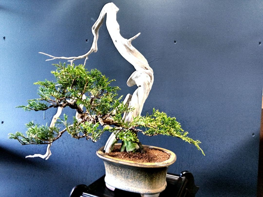 【 創作　糸魚川真柏盆栽】　☆☆芸術的TANUKI創り☆☆