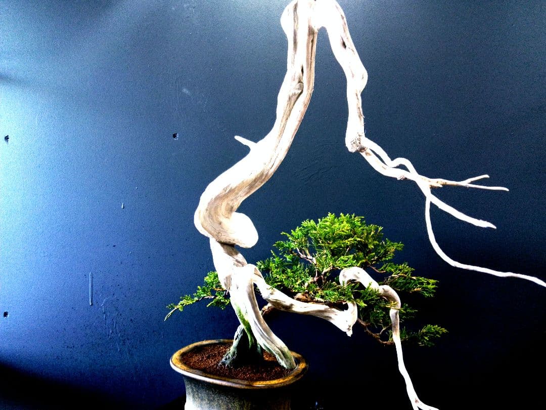 【 創作　糸魚川真柏盆栽】　☆☆芸術的TANUKI創り☆☆