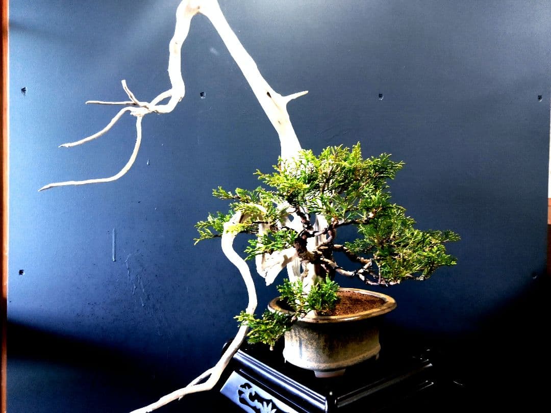 【 創作　糸魚川真柏盆栽】　☆☆芸術的TANUKI創り☆☆