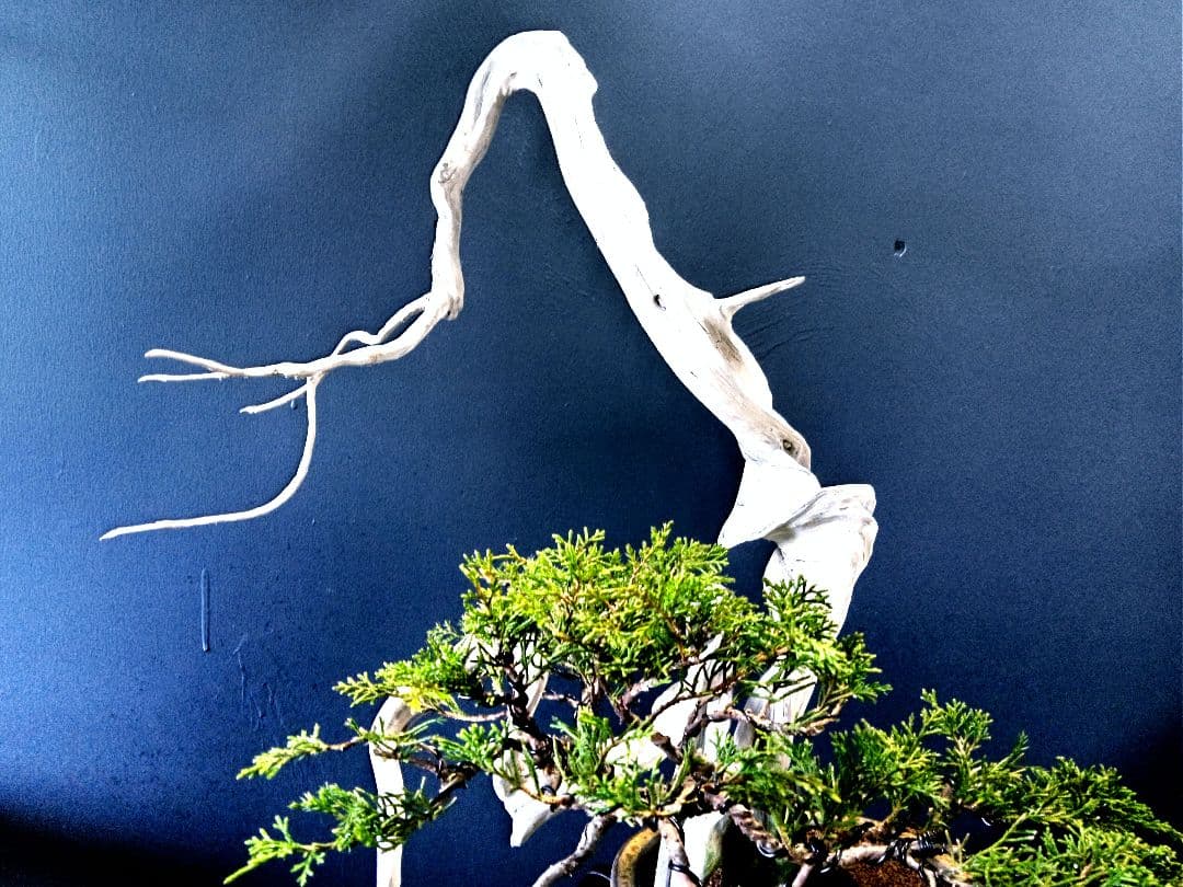 【 創作　糸魚川真柏盆栽】　☆☆芸術的TANUKI創り☆☆