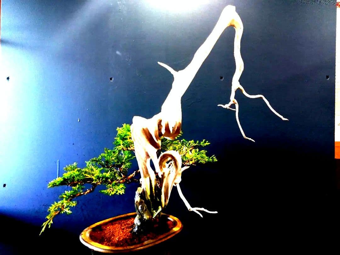 【 創作　糸魚川真柏盆栽】　☆☆芸術的TANUKI創り☆☆