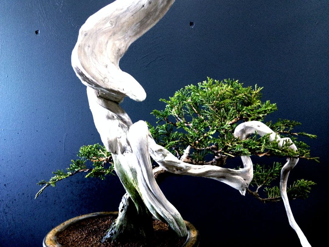 【 創作　糸魚川真柏盆栽】　☆☆芸術的TANUKI創り☆☆