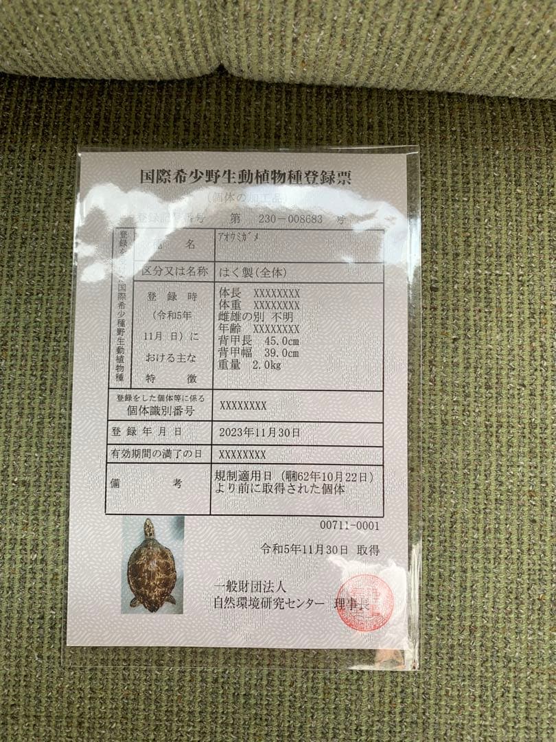 アオウミガメの剥製 壁掛け インテリア 国際希少野生動植物登録票有り