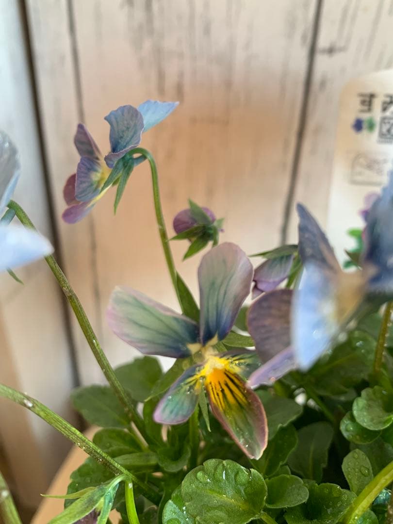 すみれ図鑑　1苗　no I